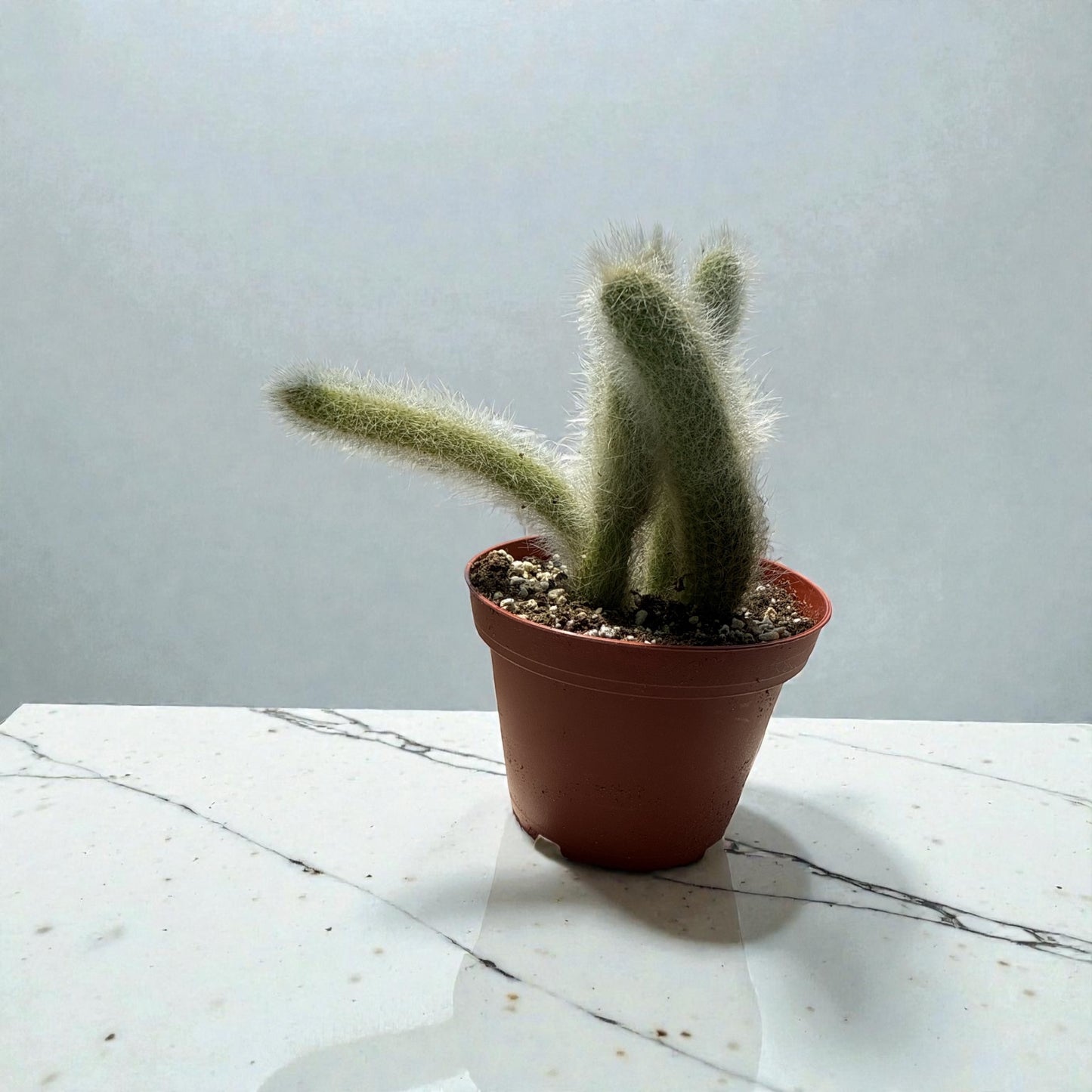 4” Cactus Foxtail