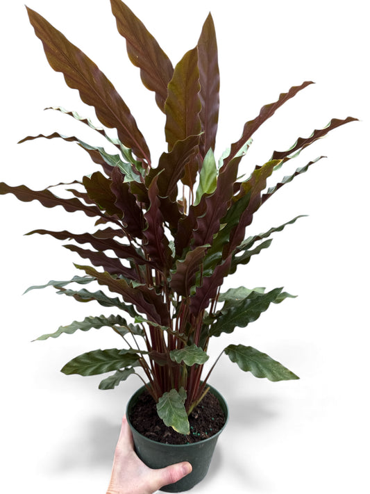 6” Calathea Rufibarba