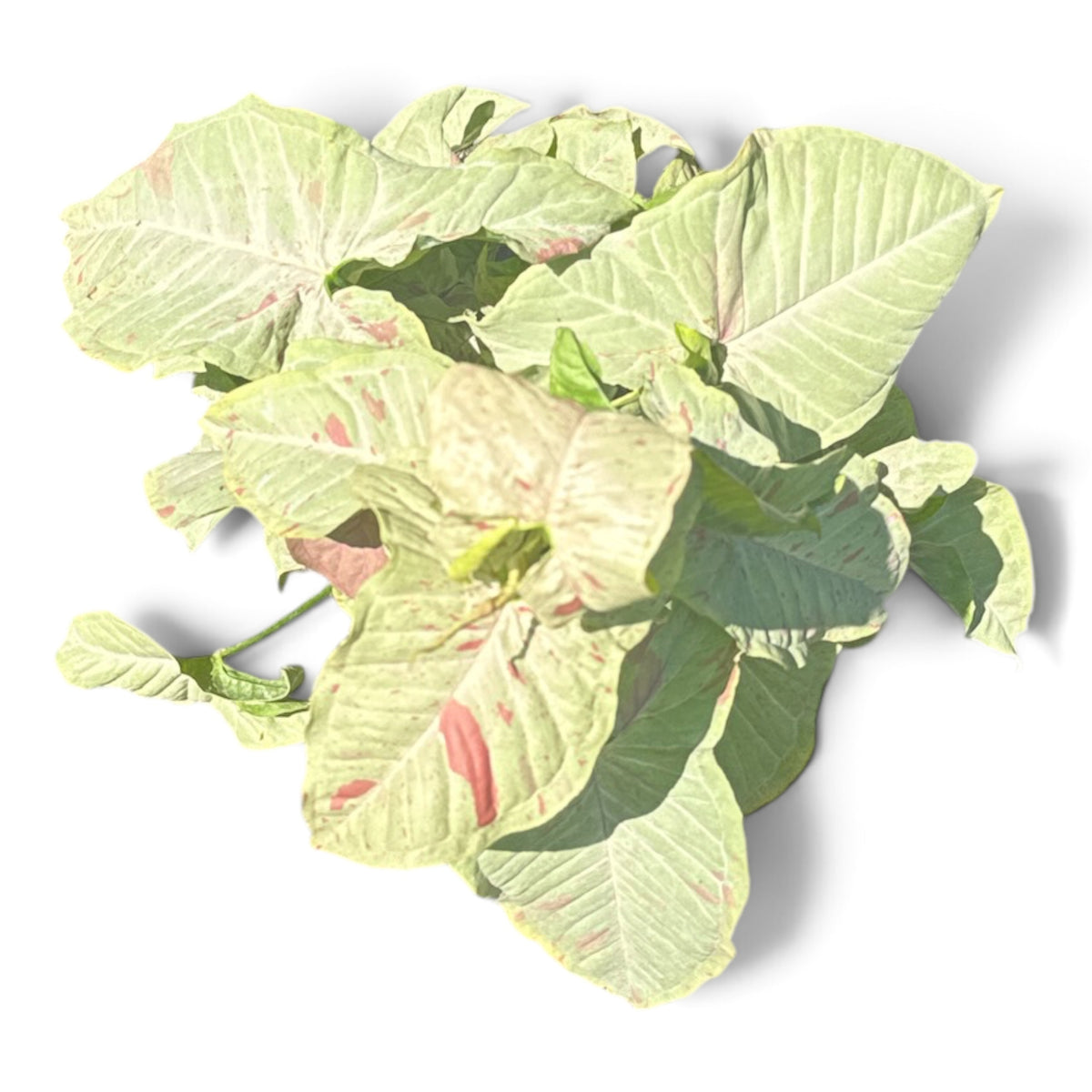 6" Syngonium Milk Confetti