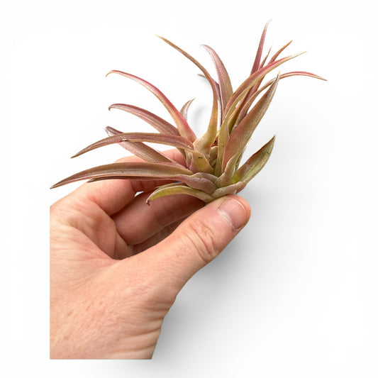 TILLANDSIA TENUIFOLIA REGULAR