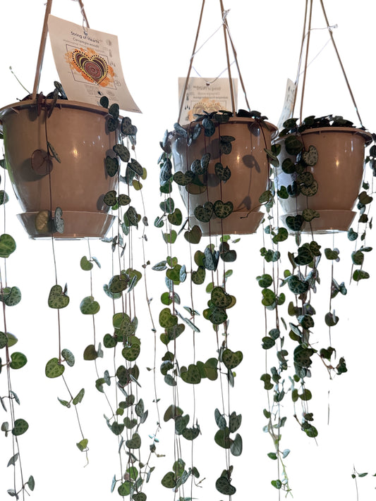 5" Chain of Hearts HB