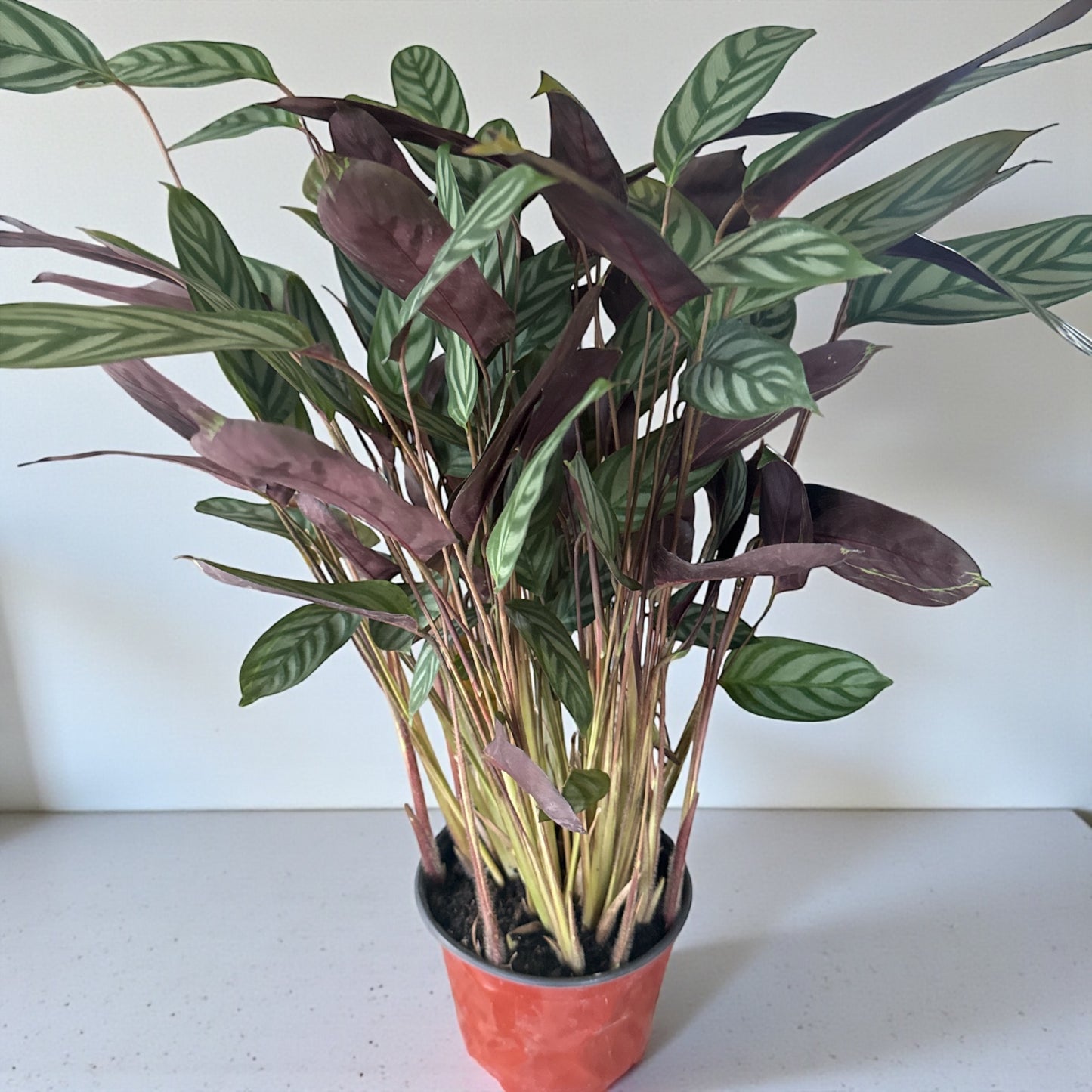 6" Calathea Setosa