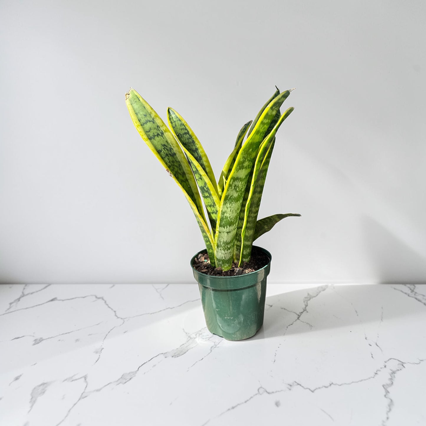 4" Sansevieria Laurentii