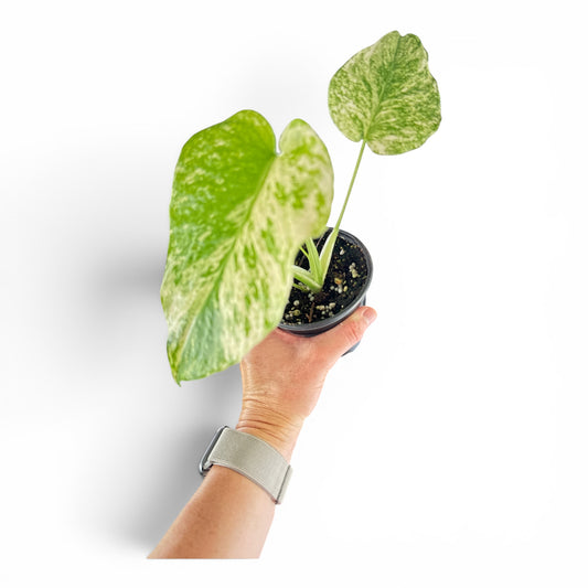 4" Monstera Mint