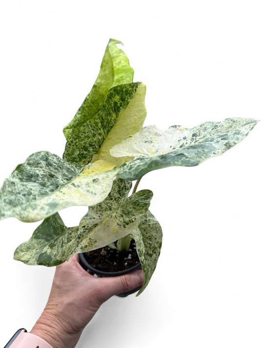 4” Alocasia Odora Batik