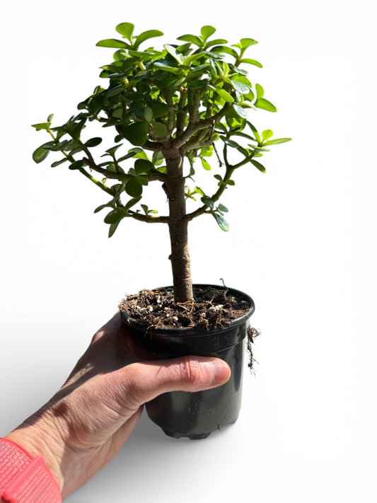 4" Succulent Dwarf Jade Bonsai
