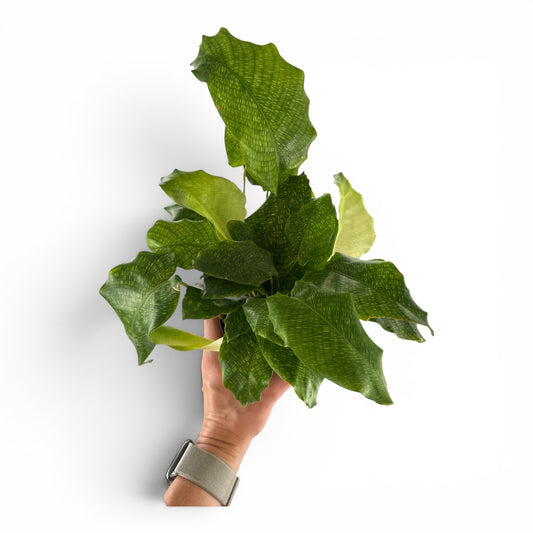 4” Calathea Network