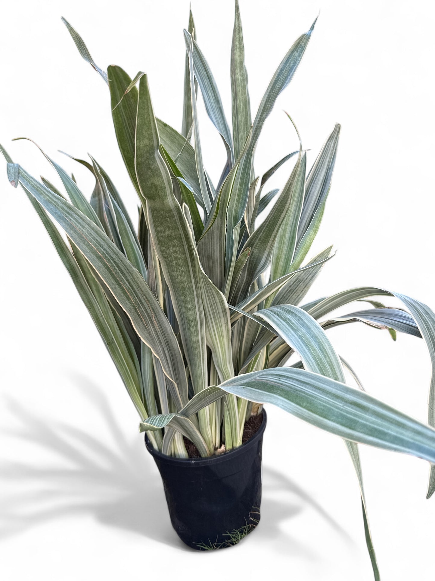 10” Sansevieria Sayuri