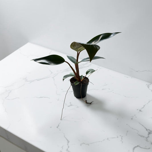 4" Philodendron Rojo Congo