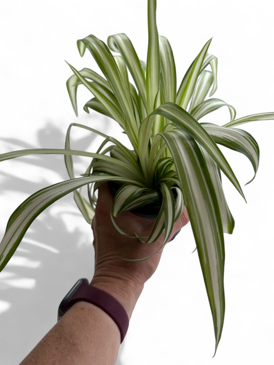 4” Spider Plant
