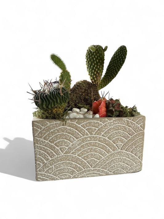 Cactus Garden in Breeze