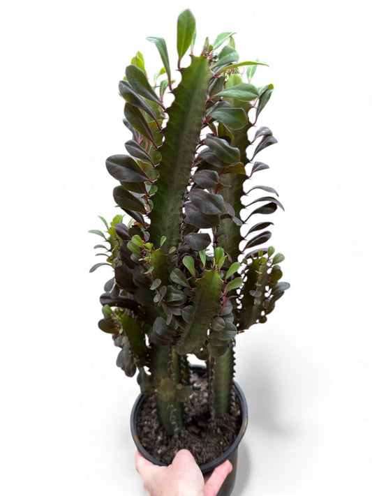 6” Cactus Cathedral Red