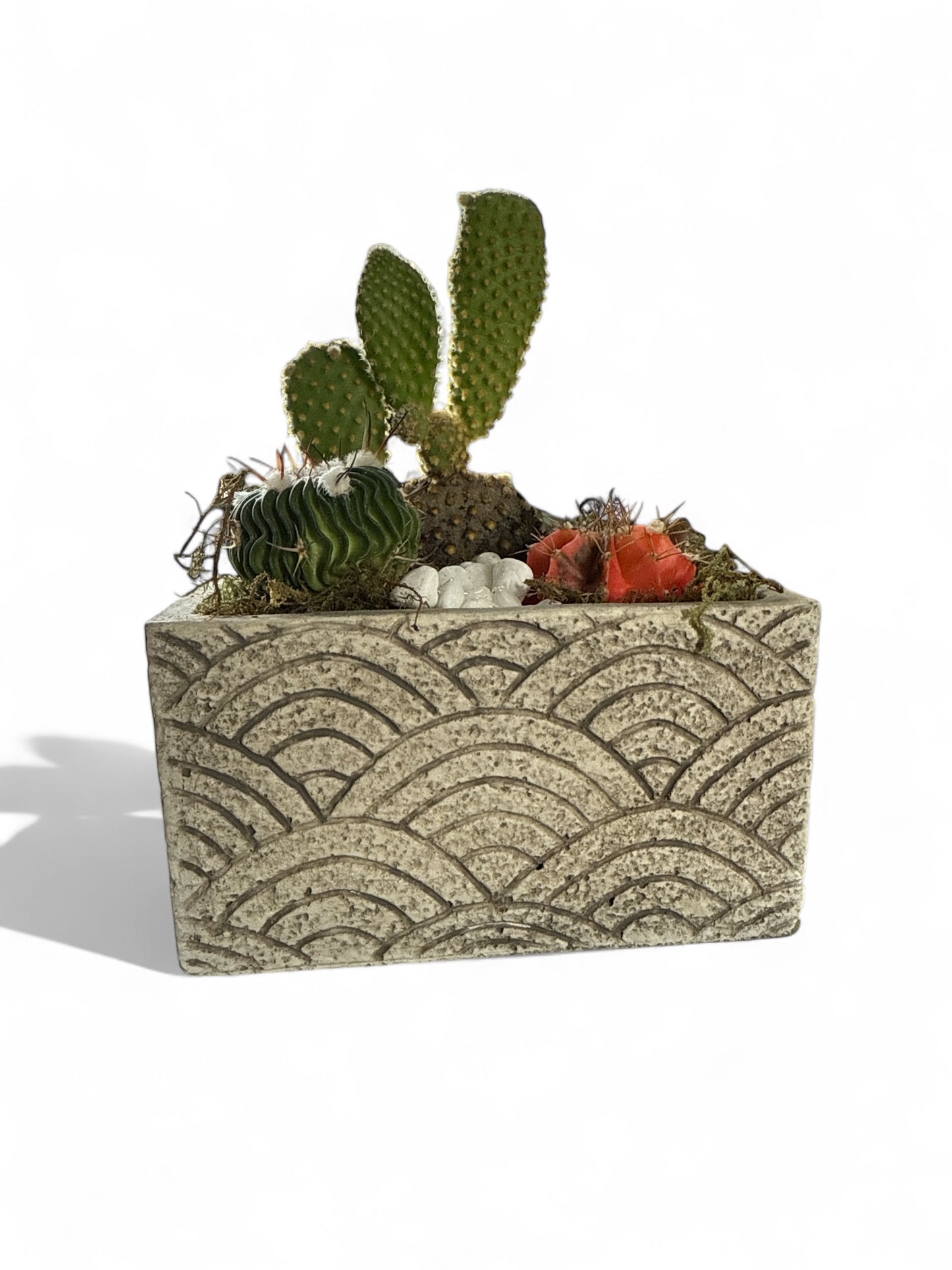 Cactus Garden in Breeze