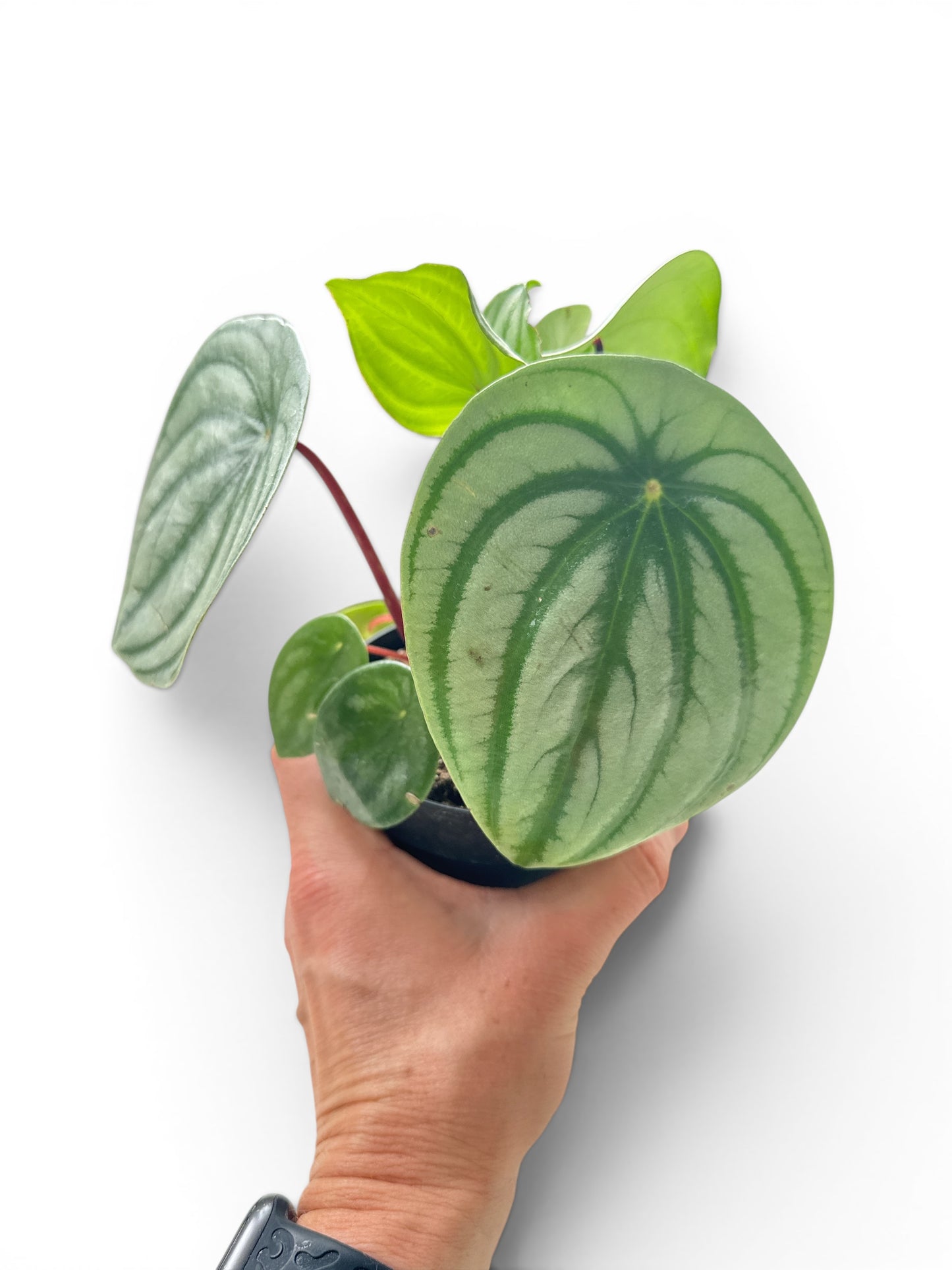 4" Peperomia Watermelon