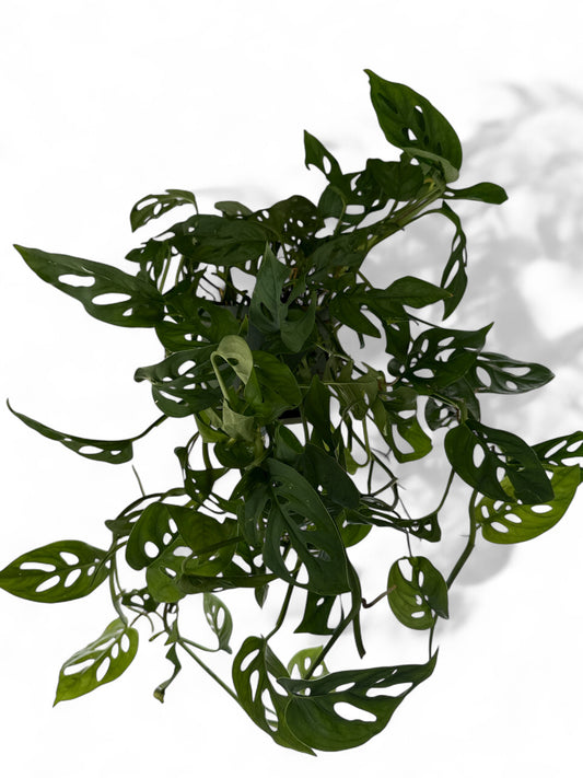 6" Philodendron Swiss Cheese