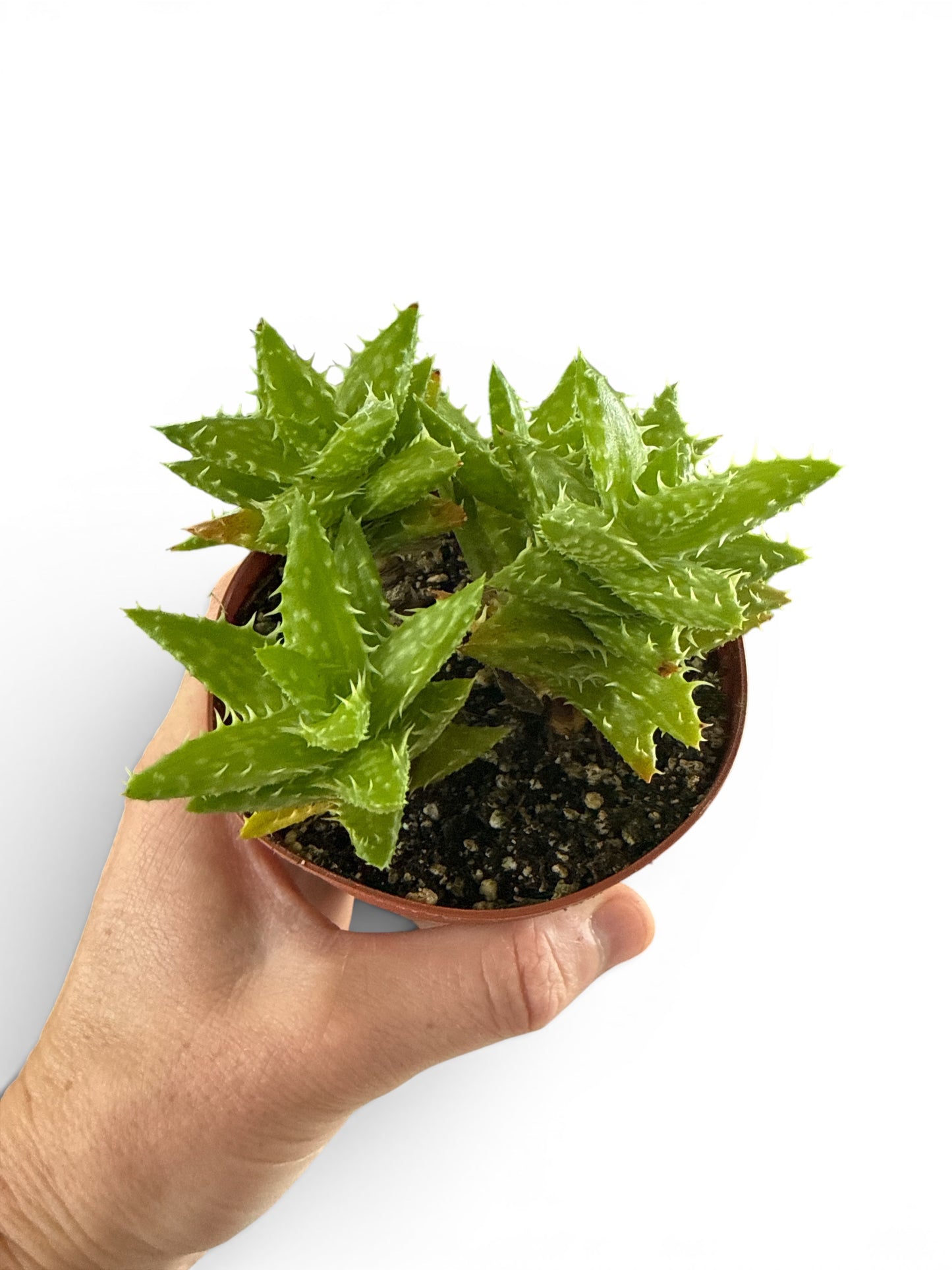 4" Compact Aloe