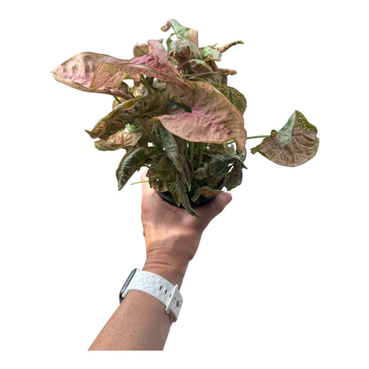 4" Syngonium Pink Chameleon