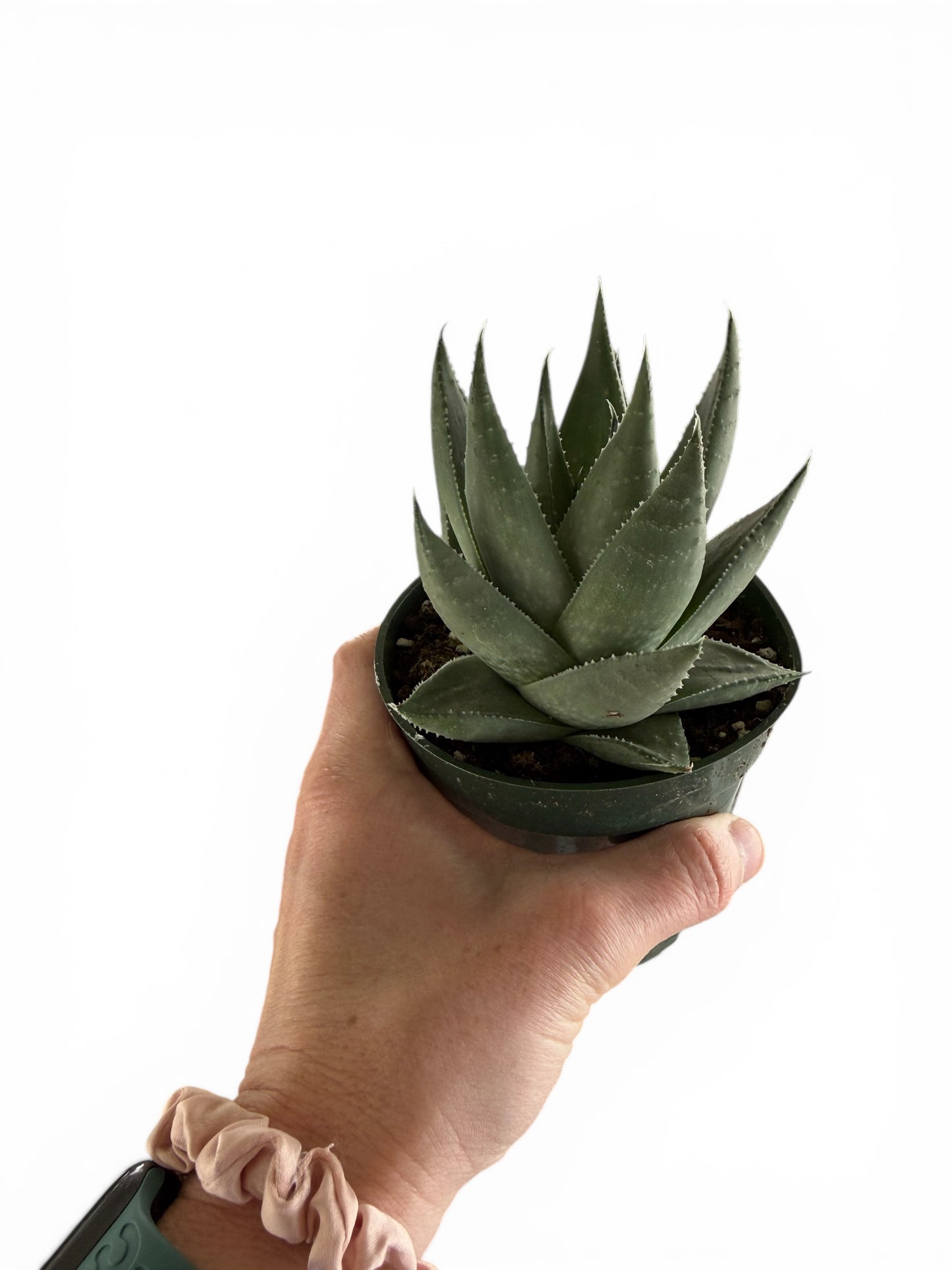 4” Haworthia Gasteria Mix