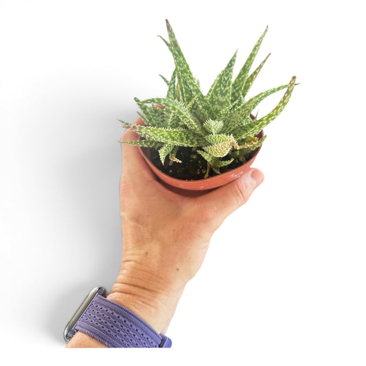 4" Aloe Hybrid Assorted