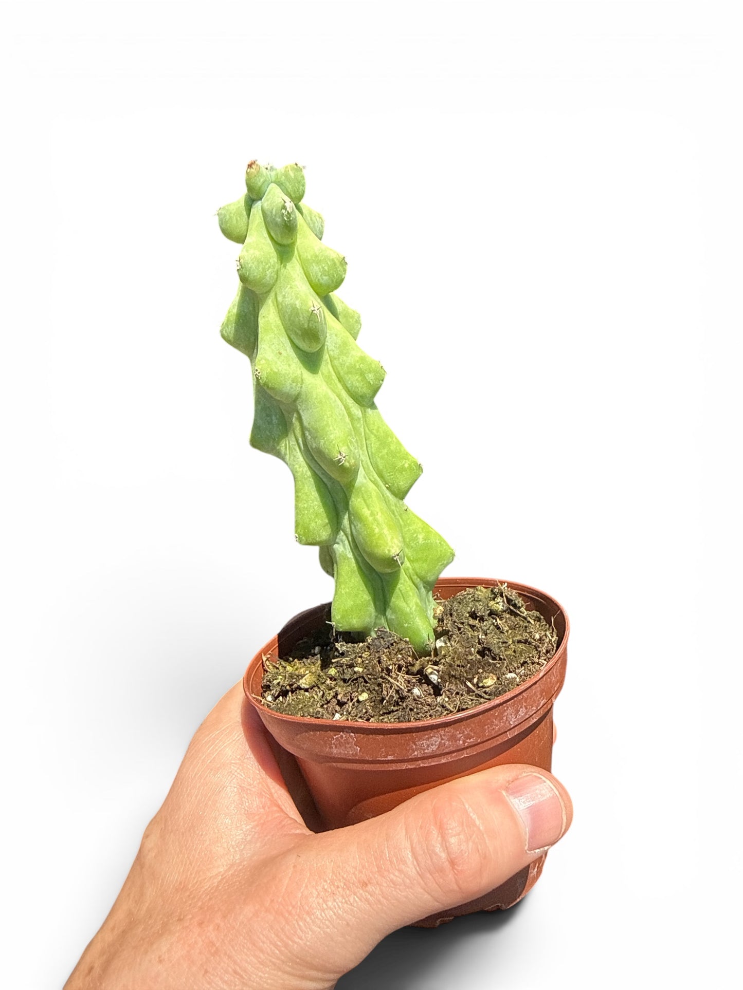 3” Cactus Boobie