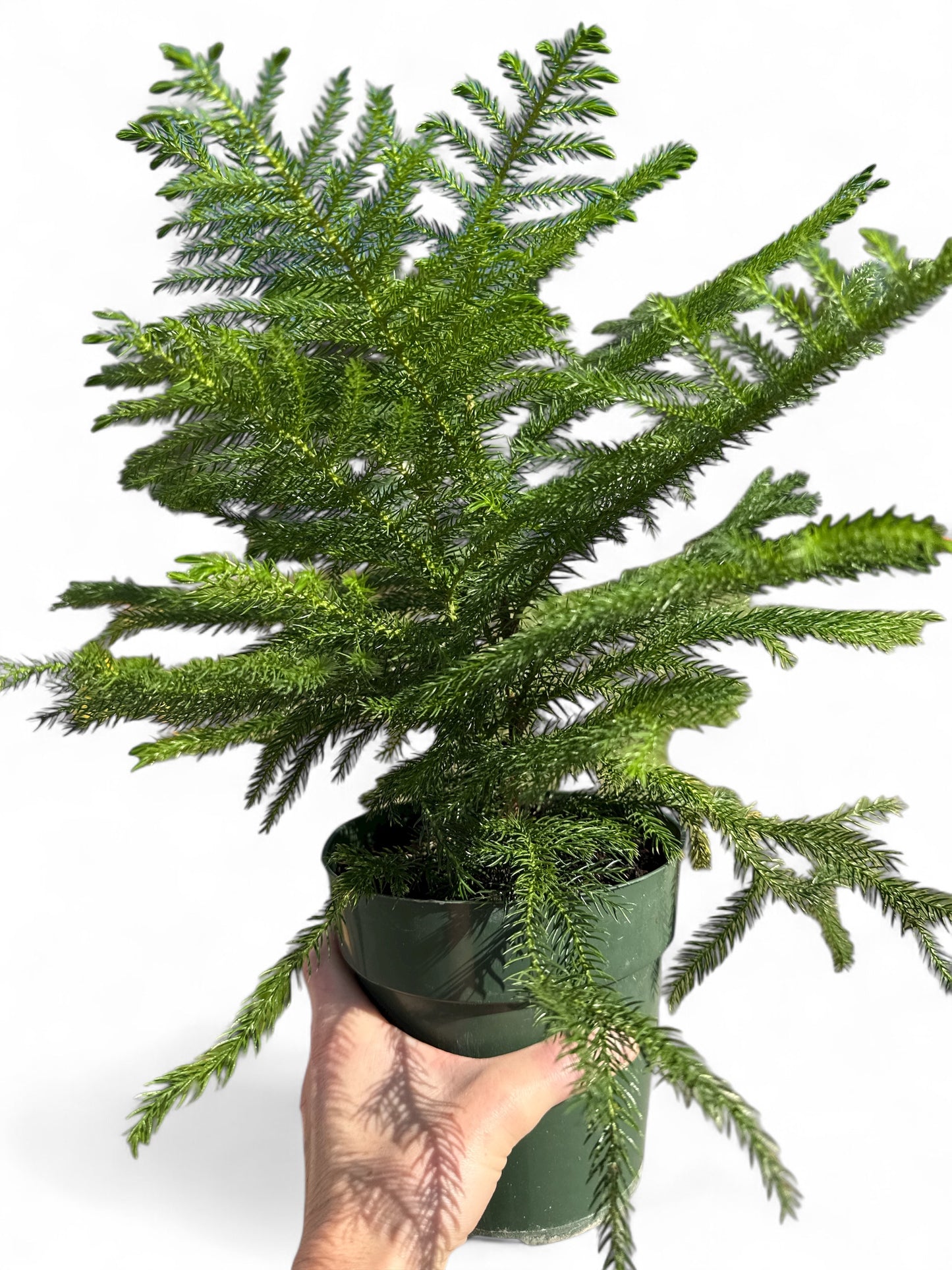 6" Norfolk Island Pine