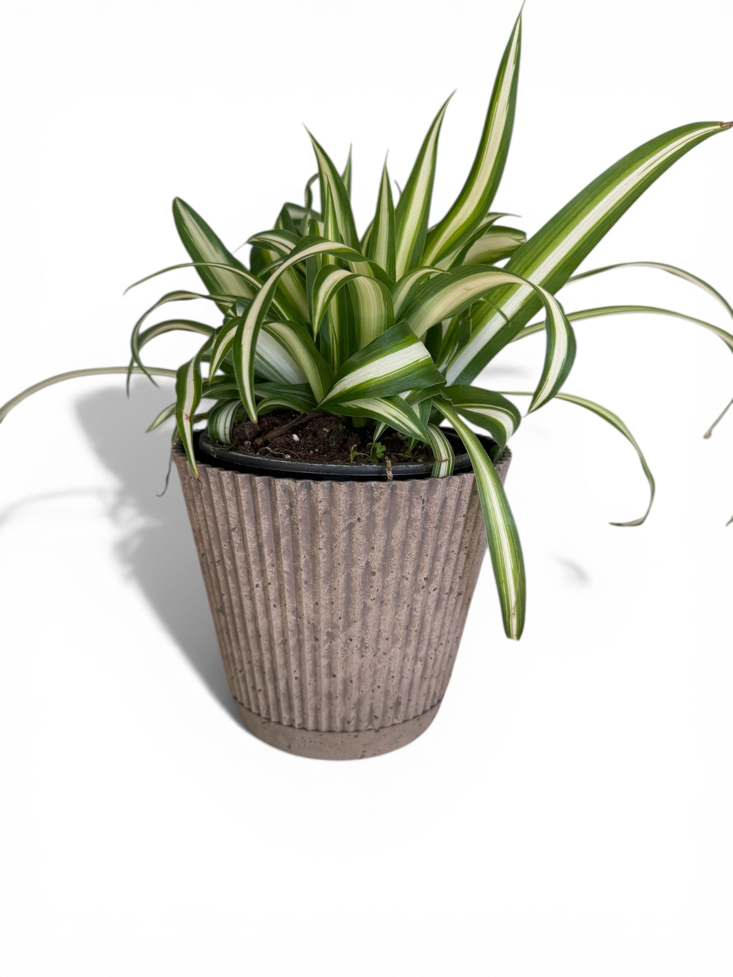4” Decorative Ruffled Pot