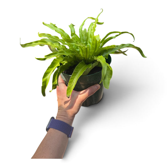 6" Fern Birdnest Hurricane