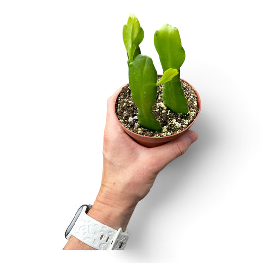 4" Cactus Orchid