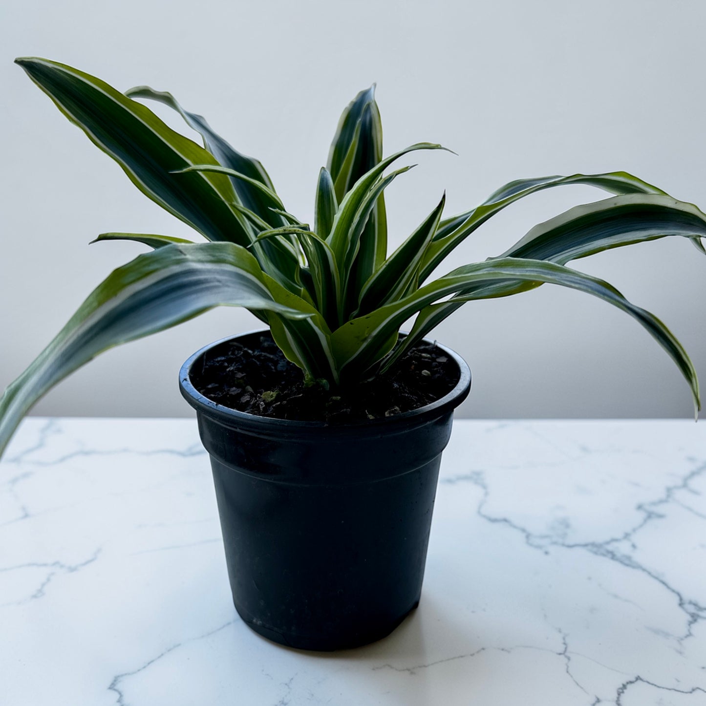 4" Dracaena Warnecki Compacta