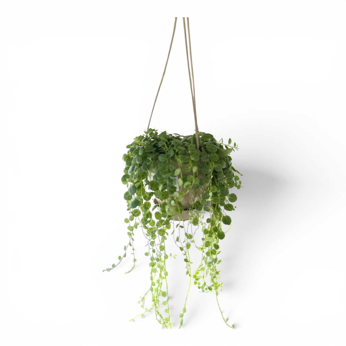 5" String of Turtles Hanging Basket