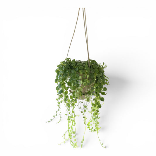 5" String of Turtles Hanging Basket