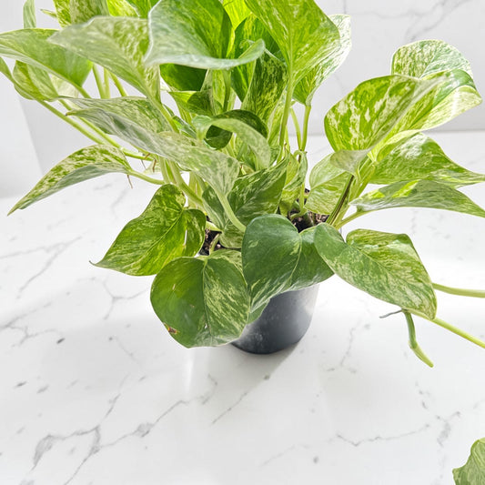 4" Pothos Marble Queen