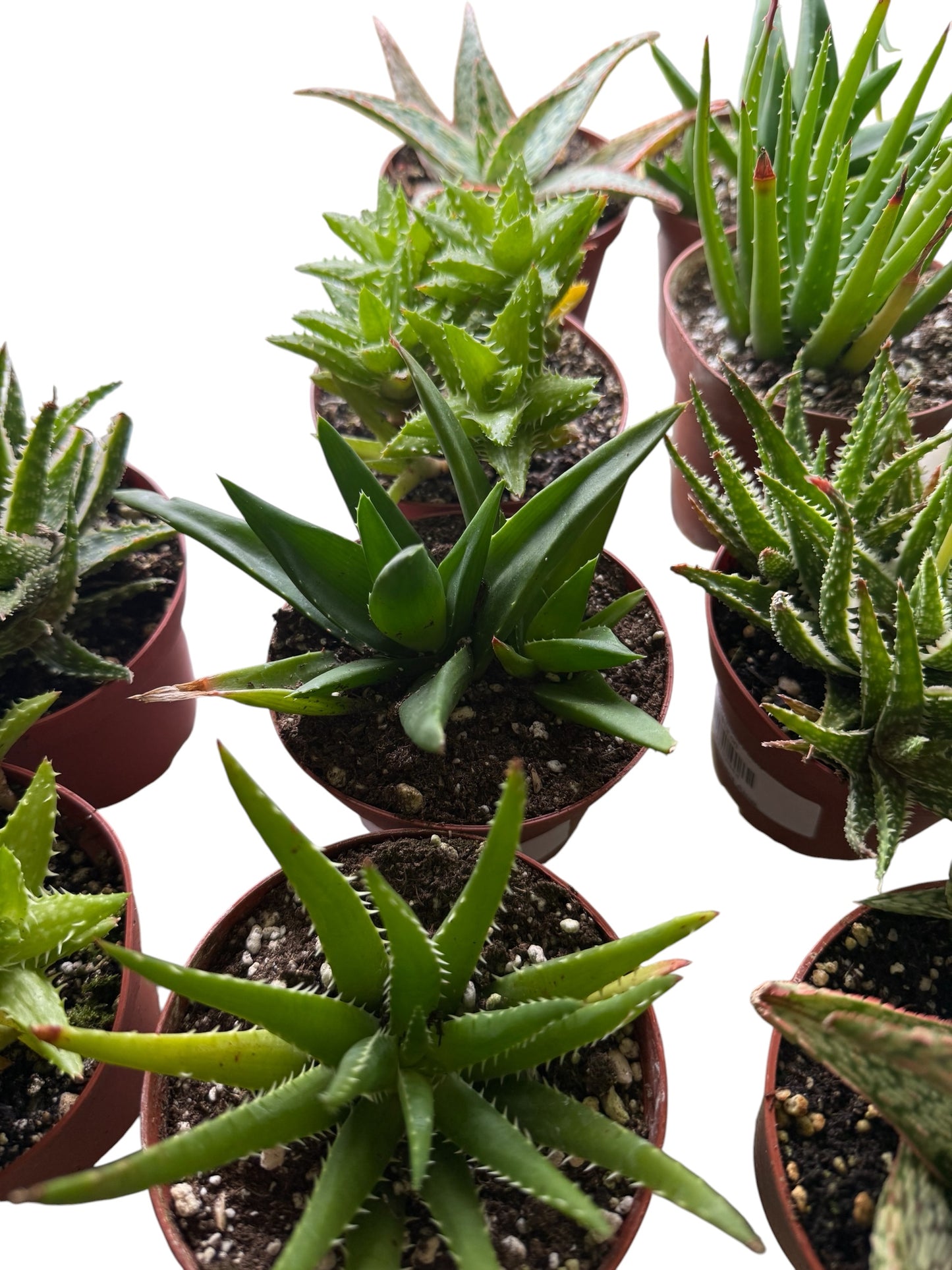 4" Compact Aloe