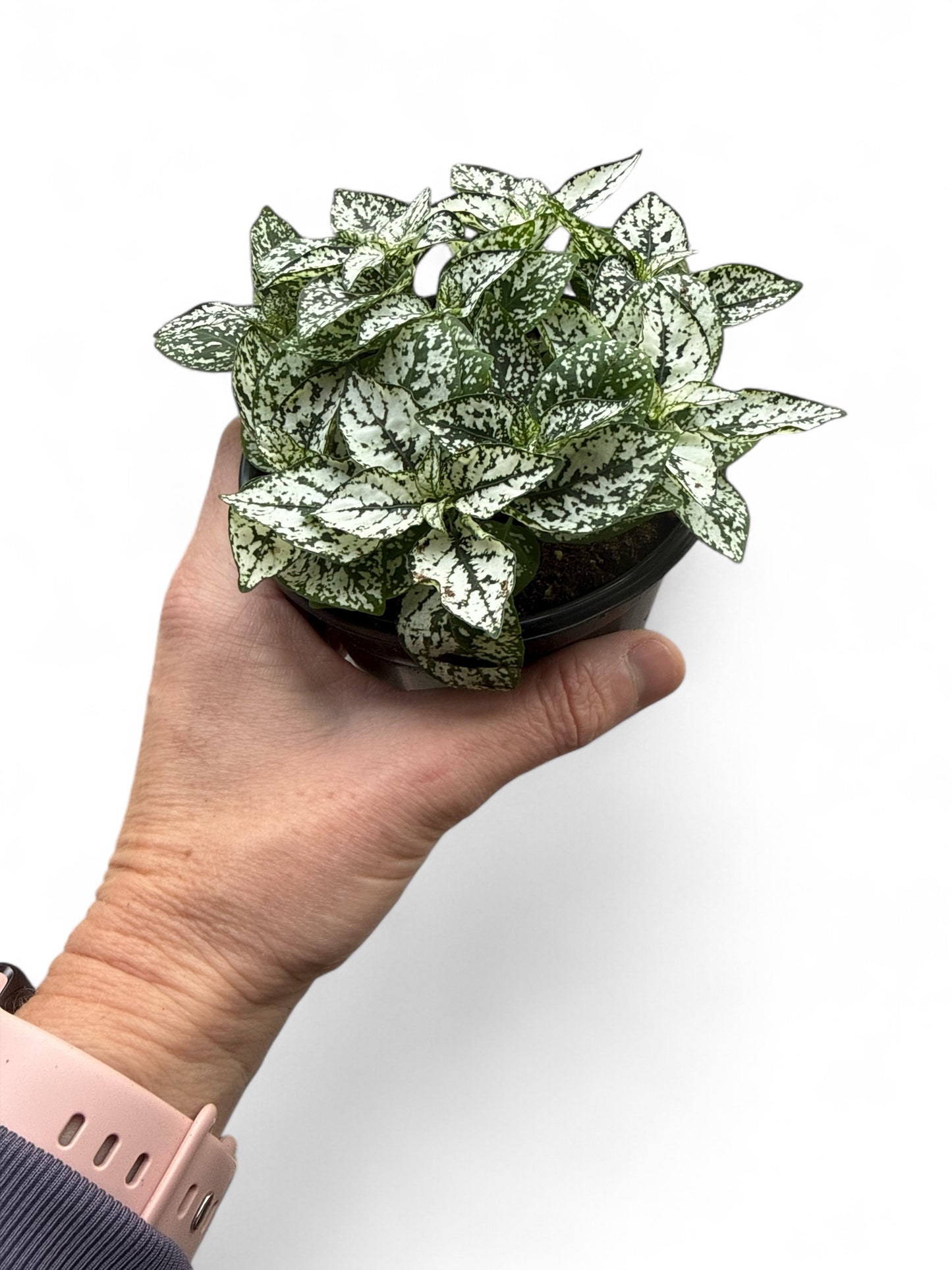 4” Hypoestes White