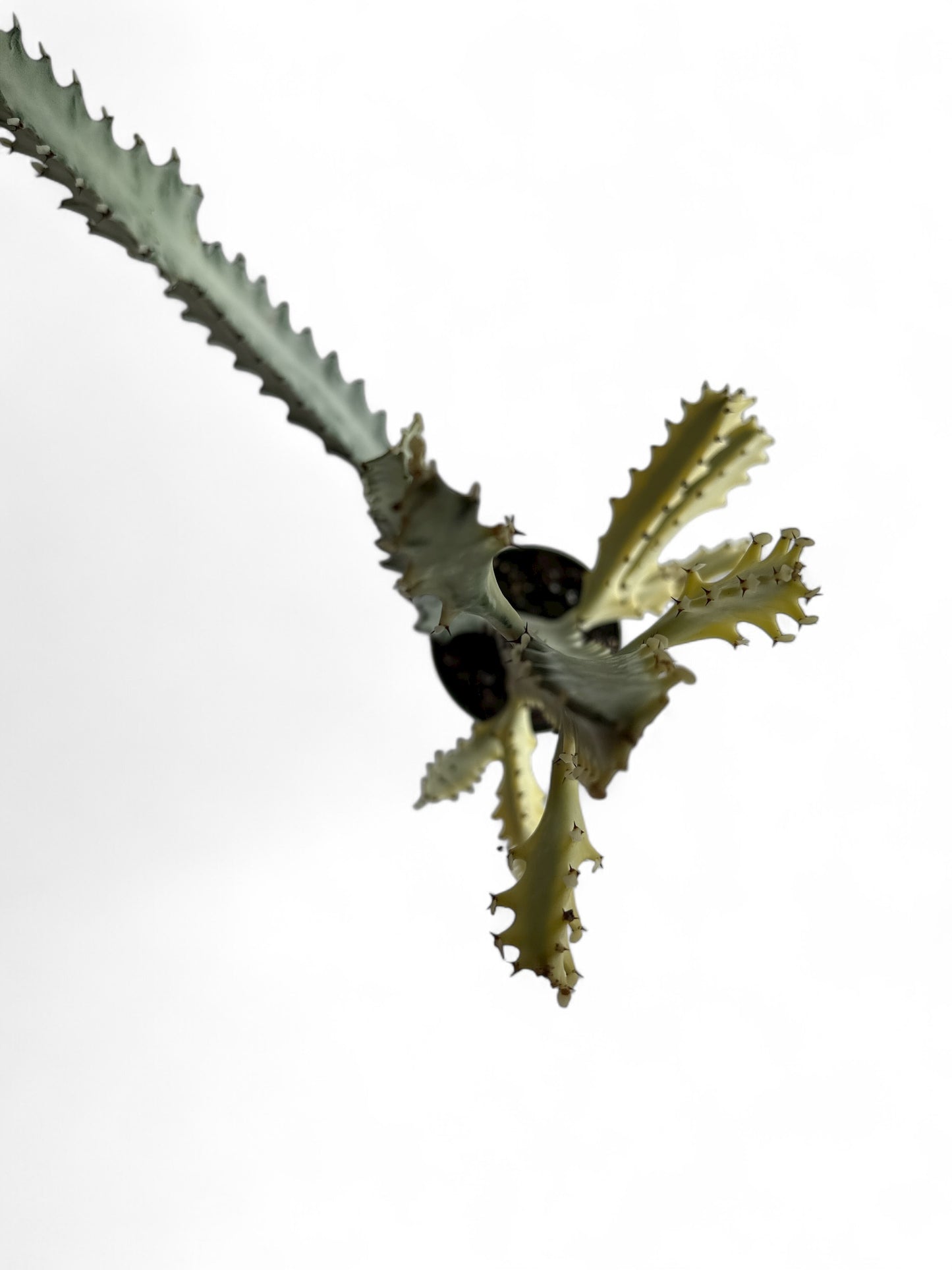 4” Succulent Euphorbia Ghost