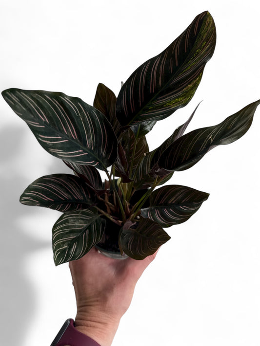 4” Calathea Ornata