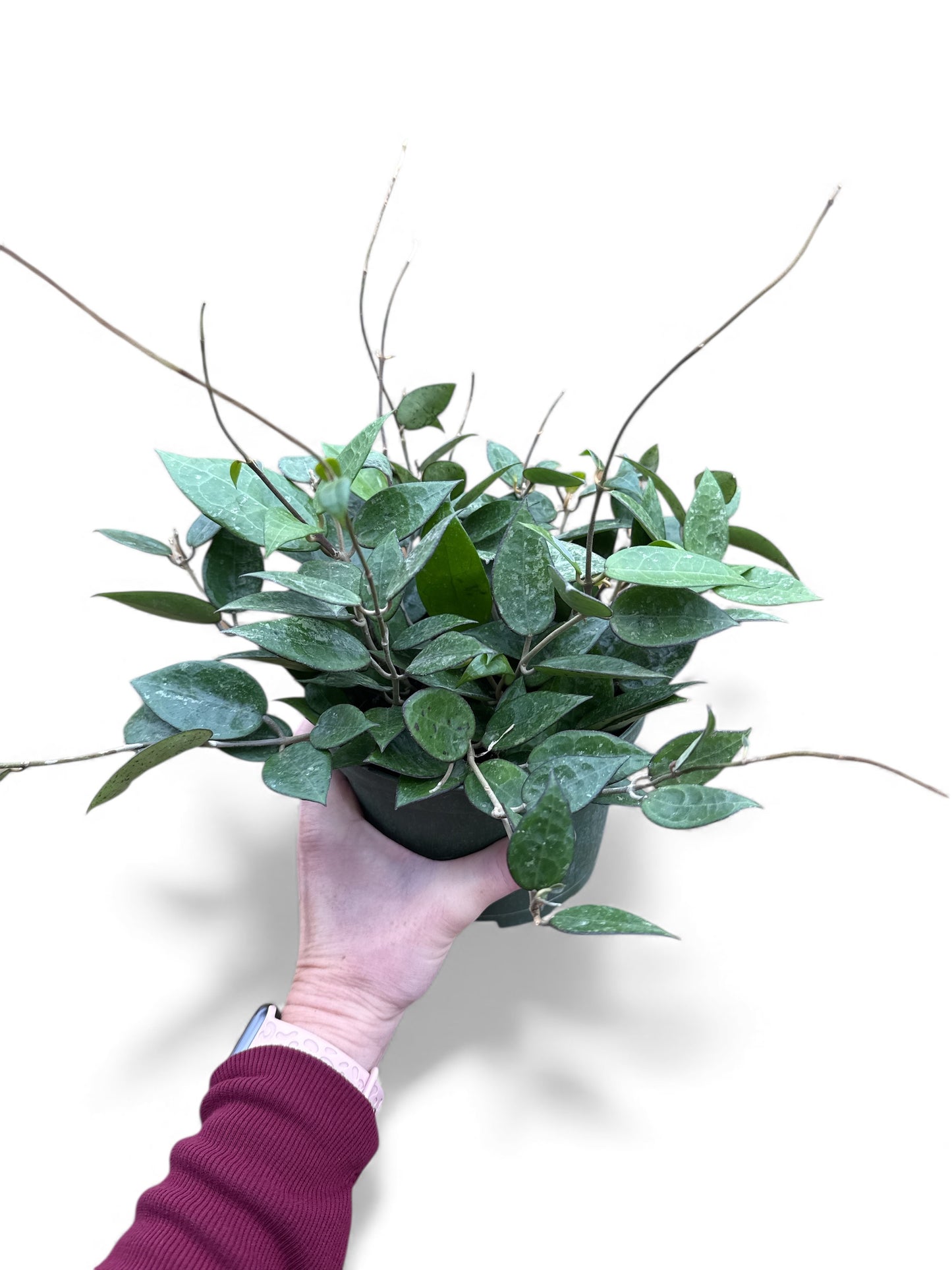 6” Hoya Black Margin