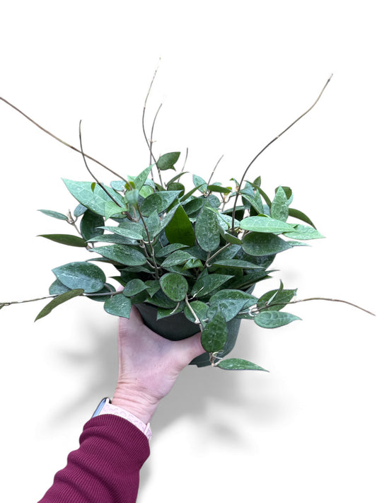 6” Hoya Black Margin