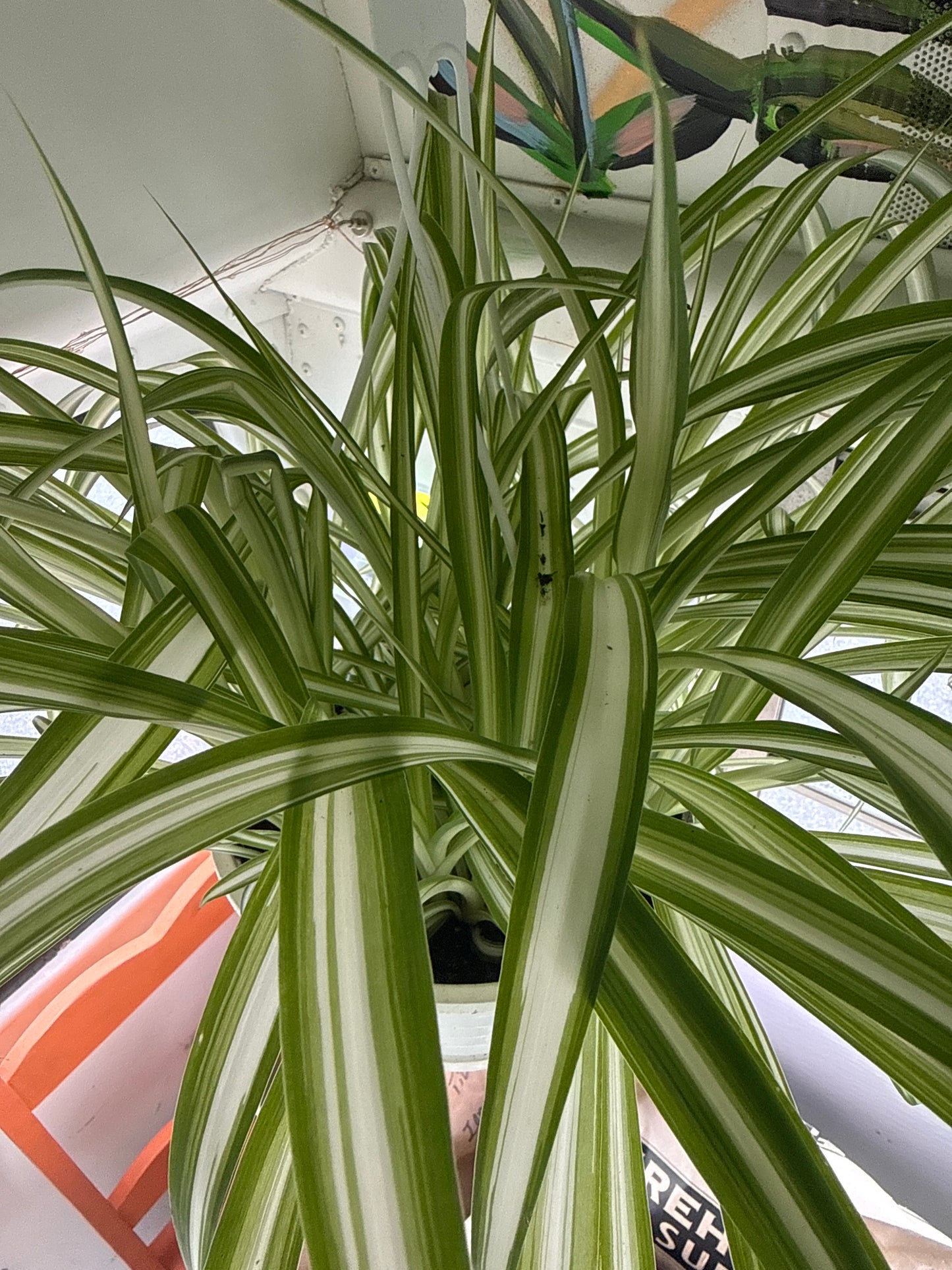 8" Spider Plant - Vittatum (HB)
