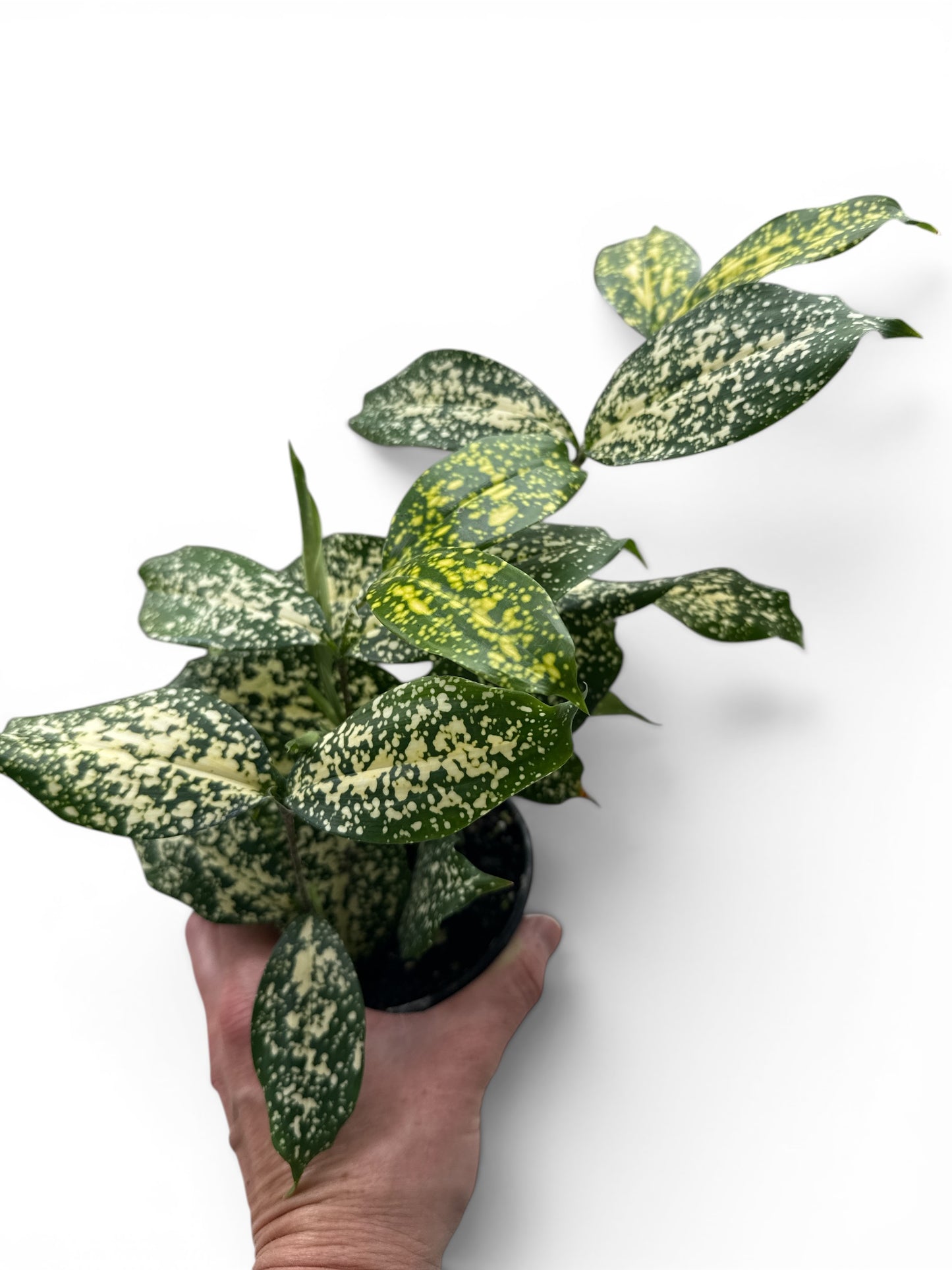 4" Dracaena Florida Beauty