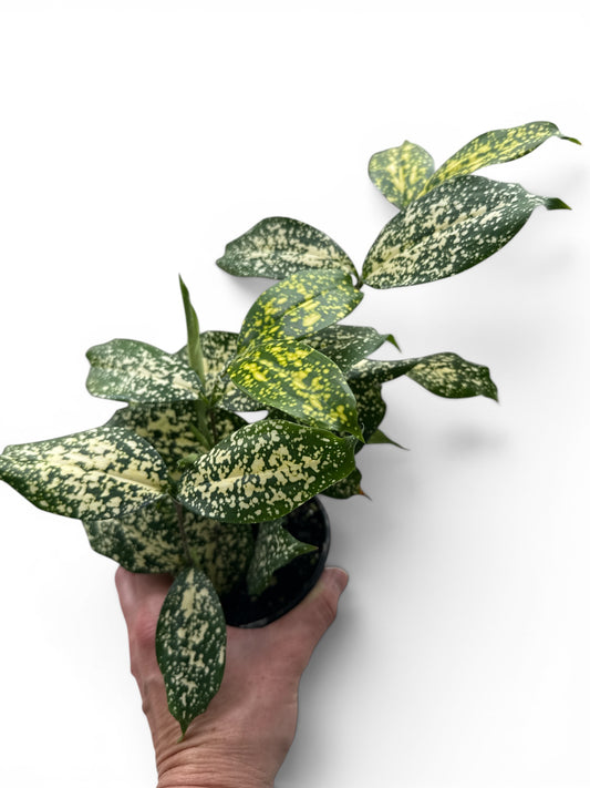 4" Dracaena Florida Beauty