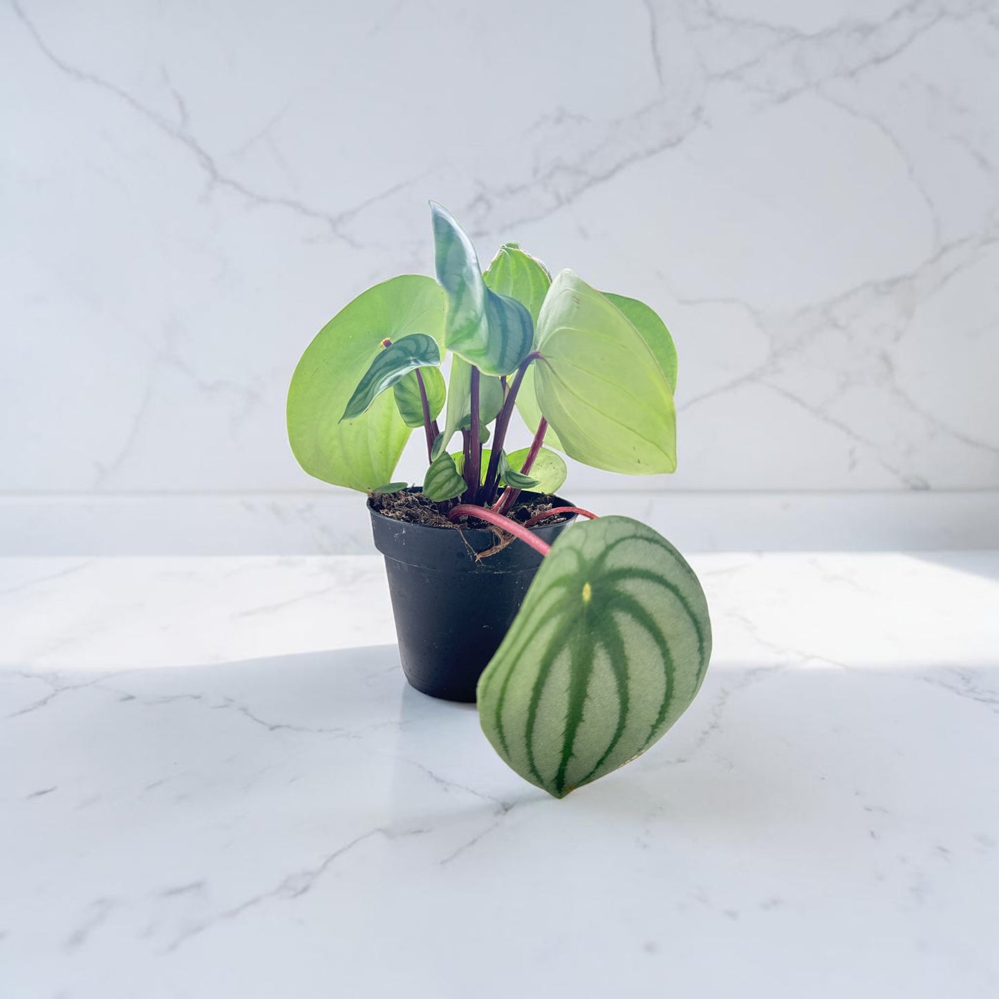 4" Peperomia Watermelon