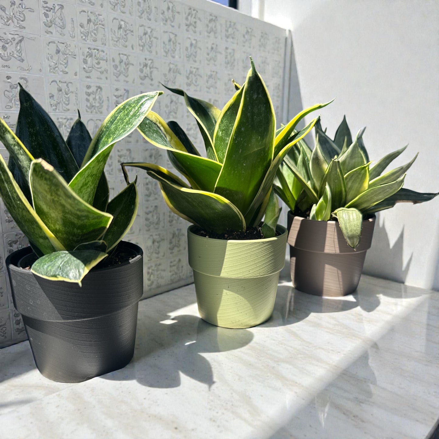 3” Sansevieria Birdnest in Decorative Pot