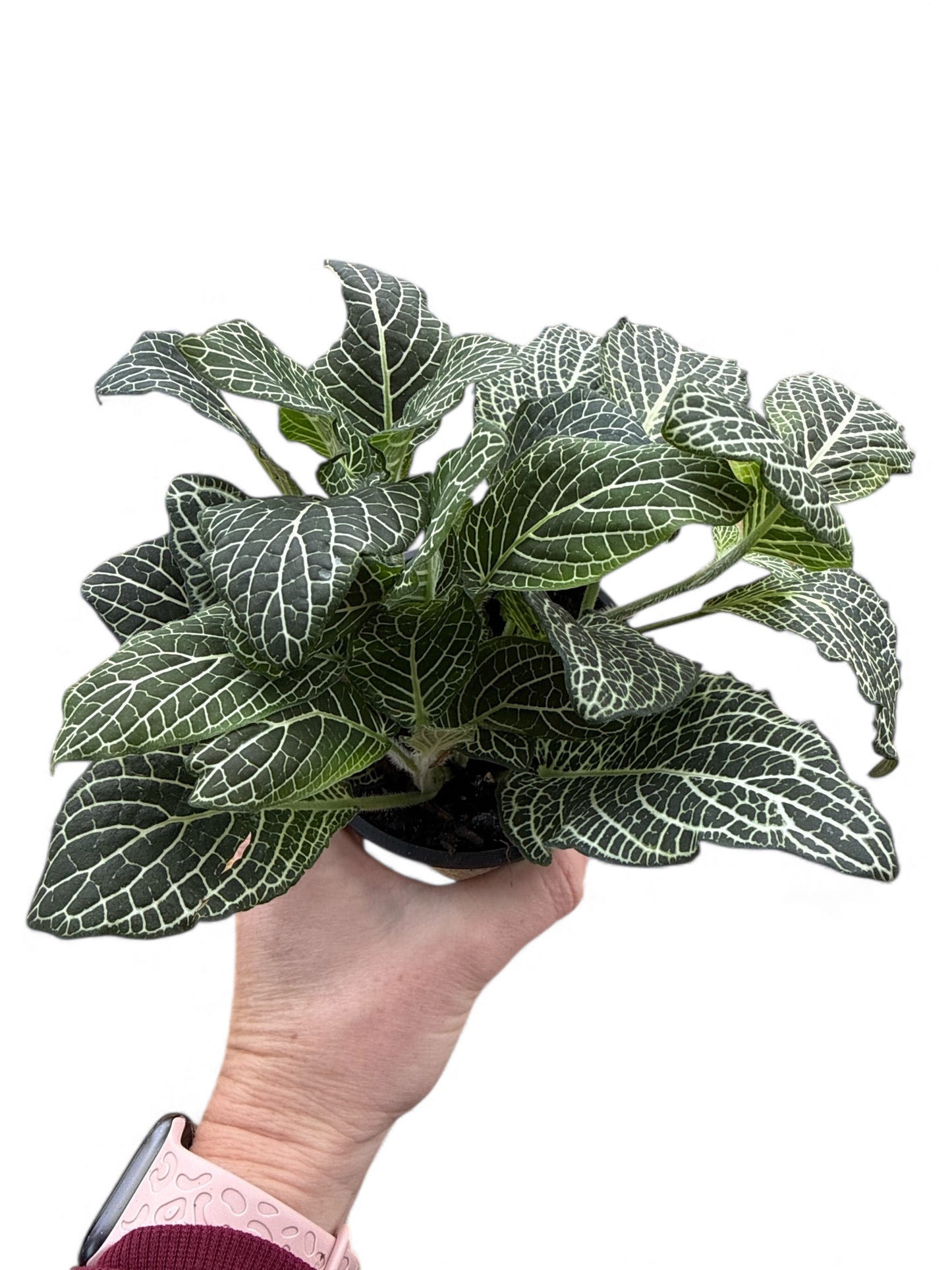 4” Fittonia White