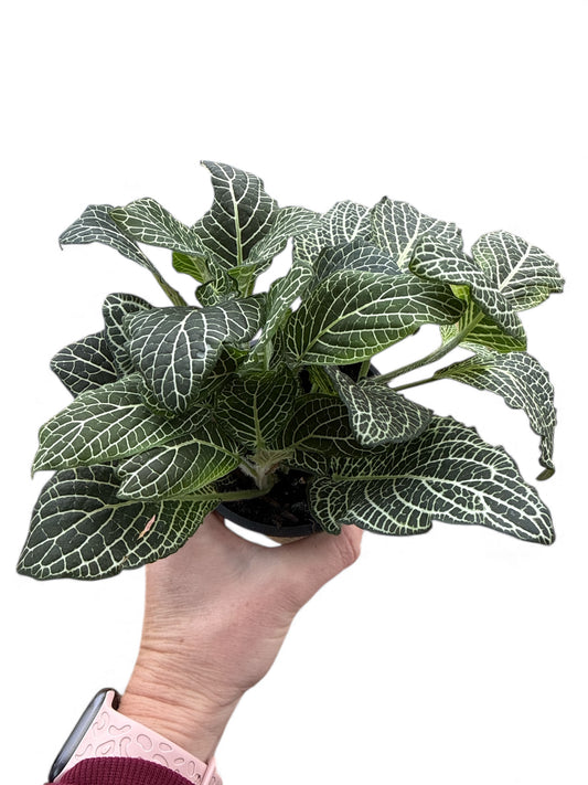 4” Fittonia White