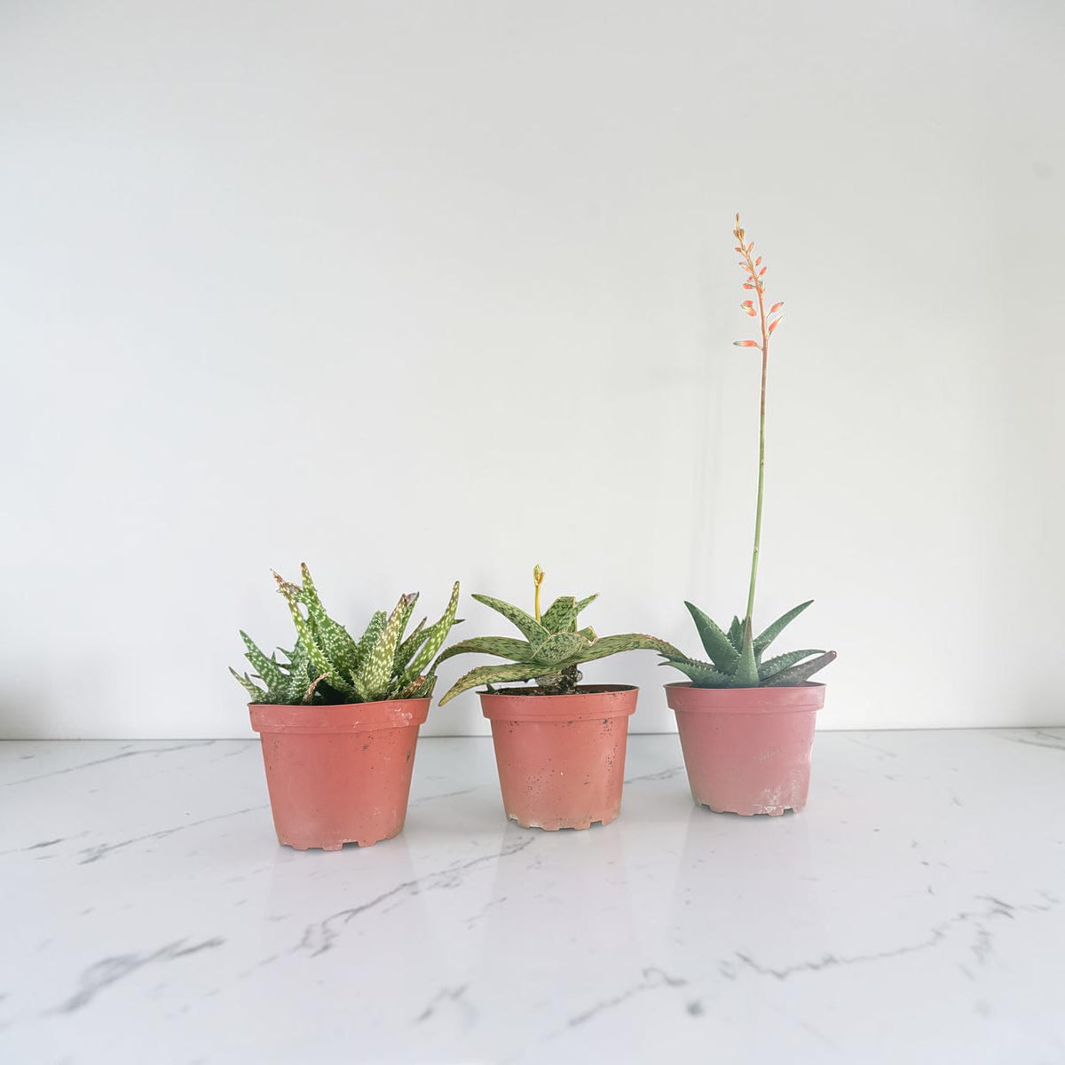 4" Aloe Hybrid Assorted