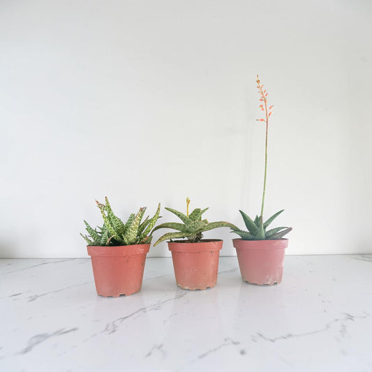 4" Aloe Hybrid Assorted