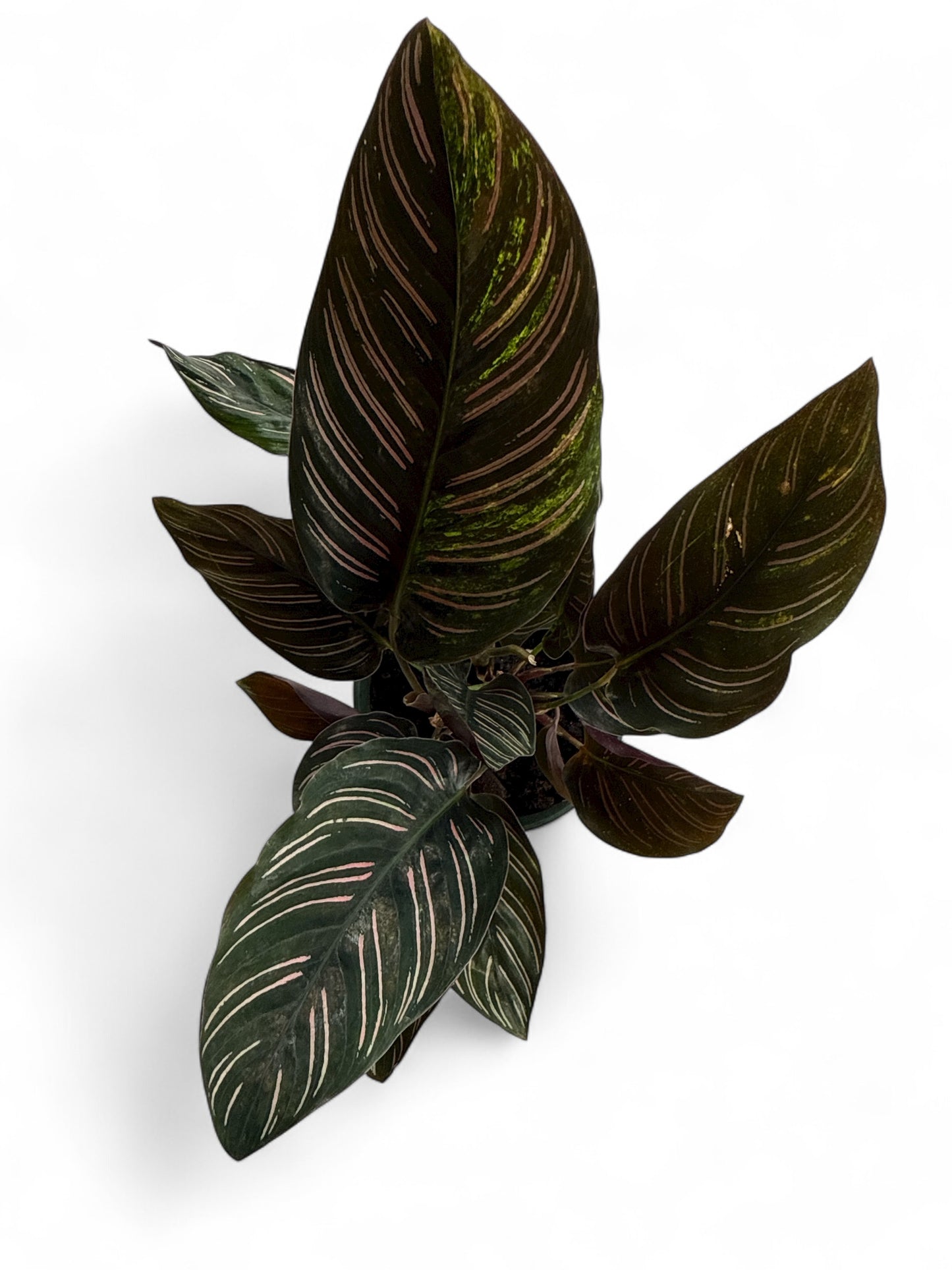 4” Calathea Ornata