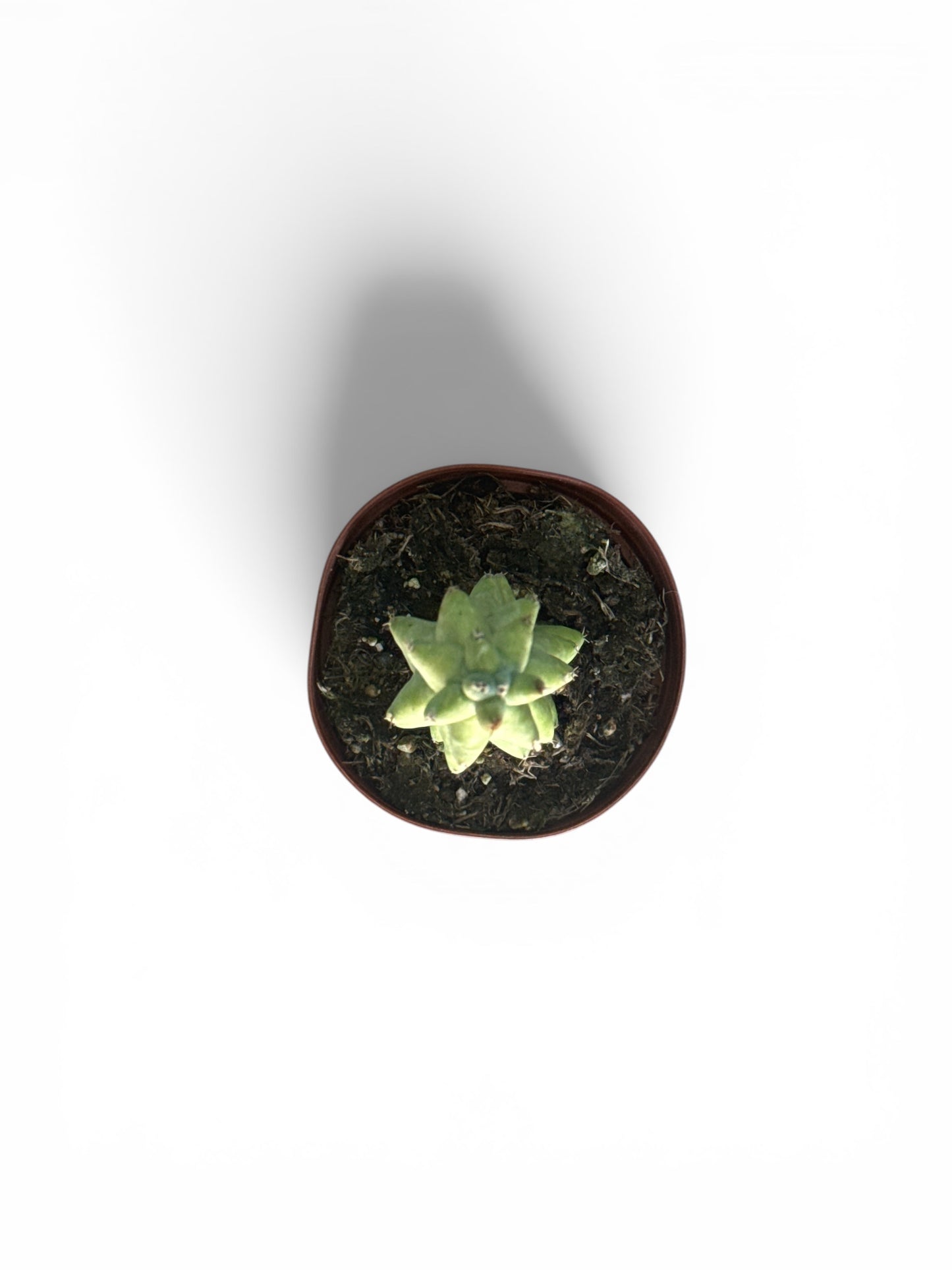 3” Cactus Boobie