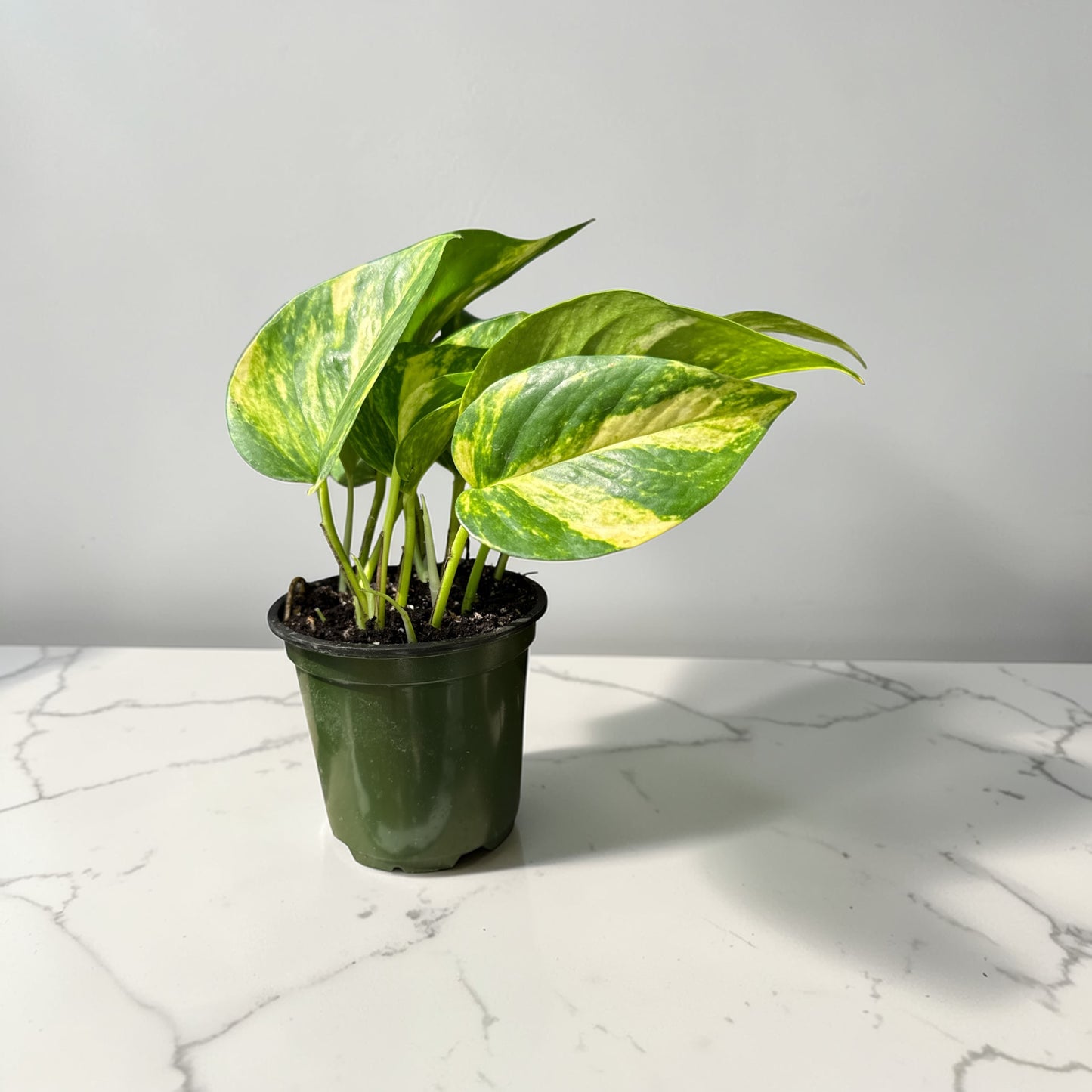 4" Pothos Hawaiian